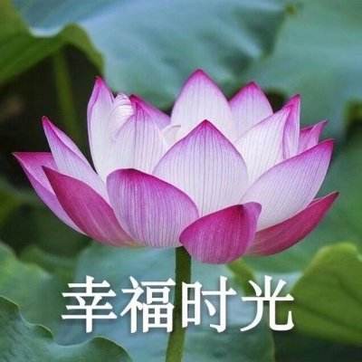 子龙快打手游下载